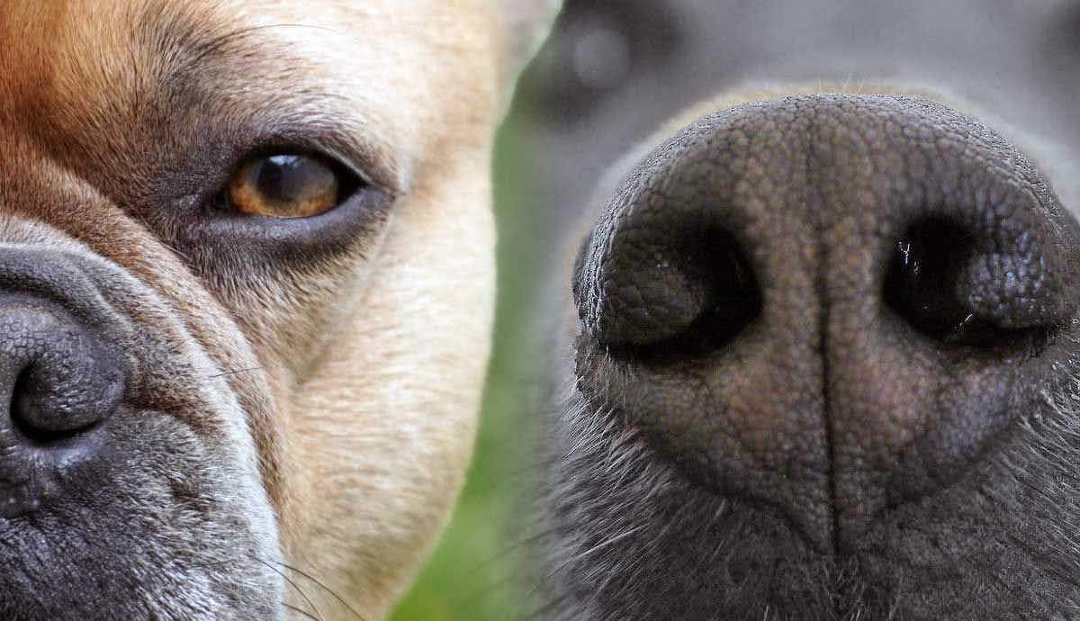 Canine Senses: Can Dogs Smell Fear?