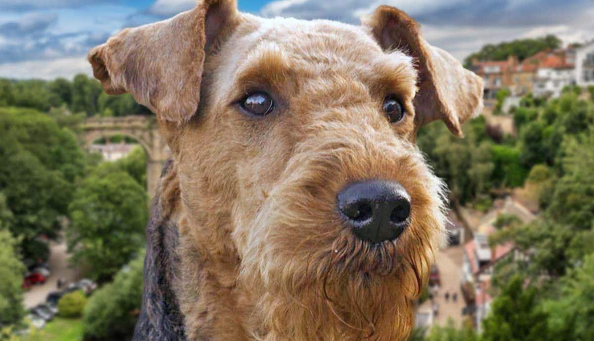 9 Things to Know About the Adventurous Airedale
