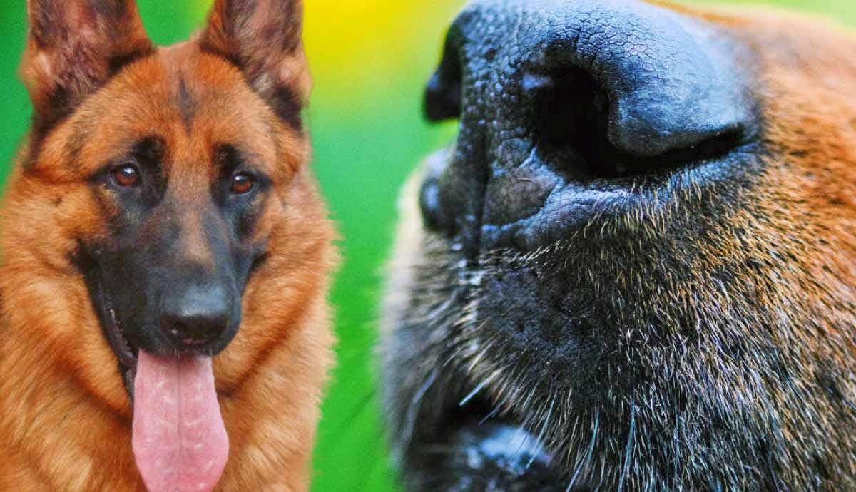 Super Sniffers: Dogs With the Most Powerful Noses