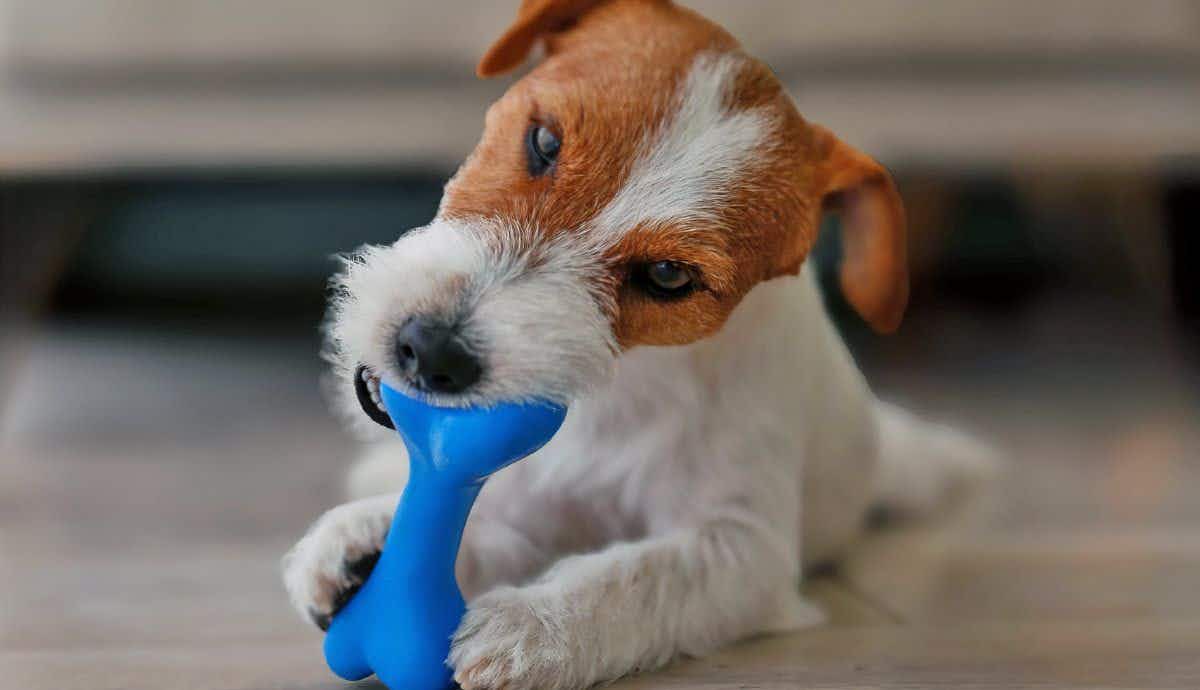 Dog Toy Safety: What Owners Need to Know