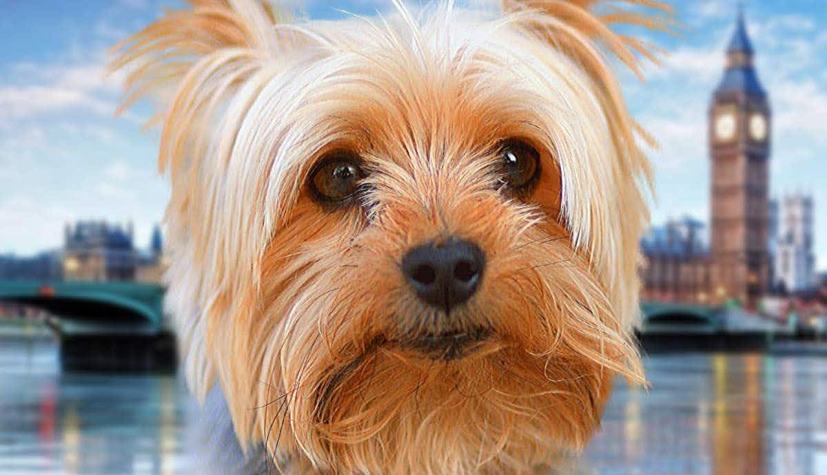 Say Cheerio to the Yorkshire Terrier: A Complete Guide