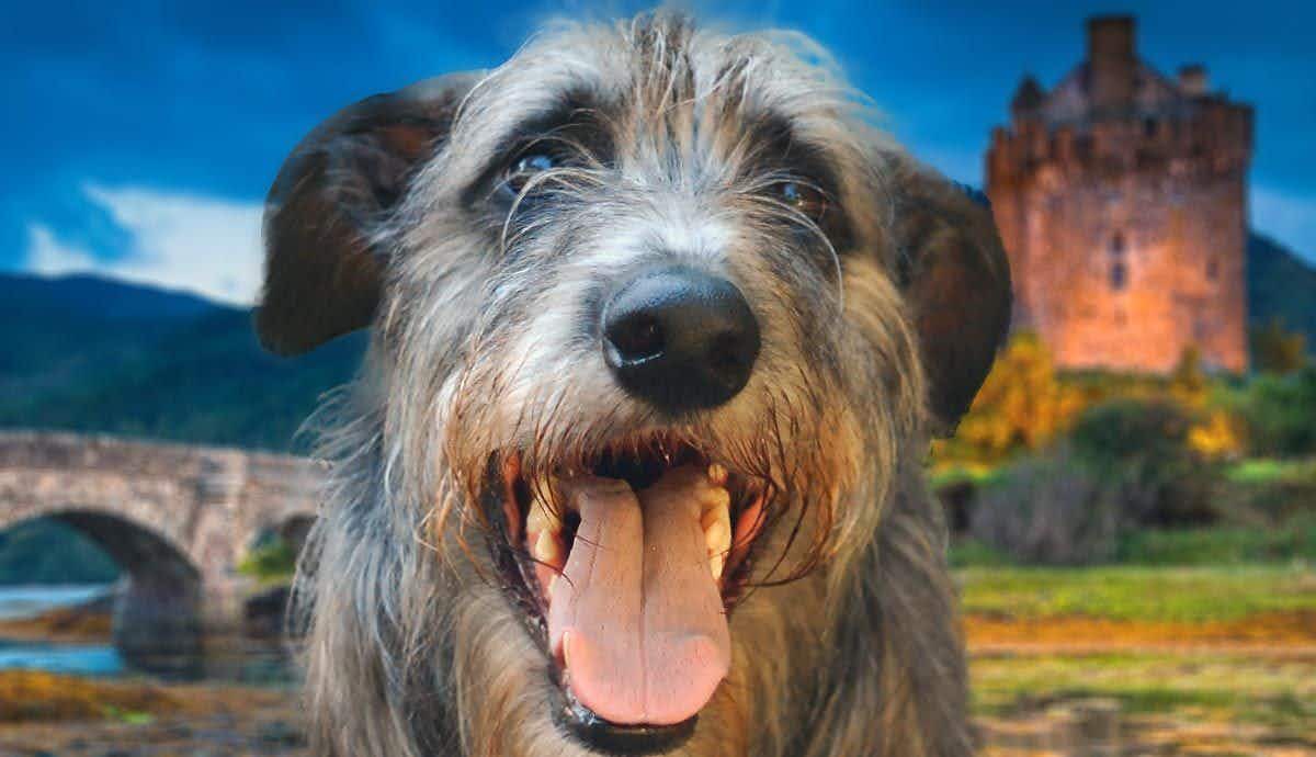 Graceful Giants: The World of Scottish Deerhounds