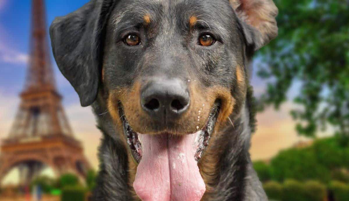 Beaucerons: A Complete Guide to France’s Lesser Known Breed