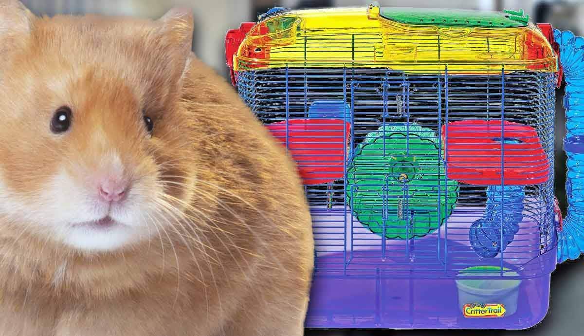 5 New Hamster Owner Questions Answered