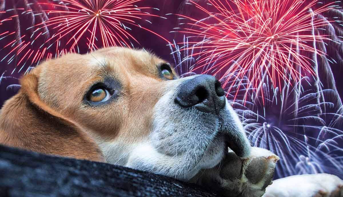 Useful Tips for Calming Your Dog During Fireworks