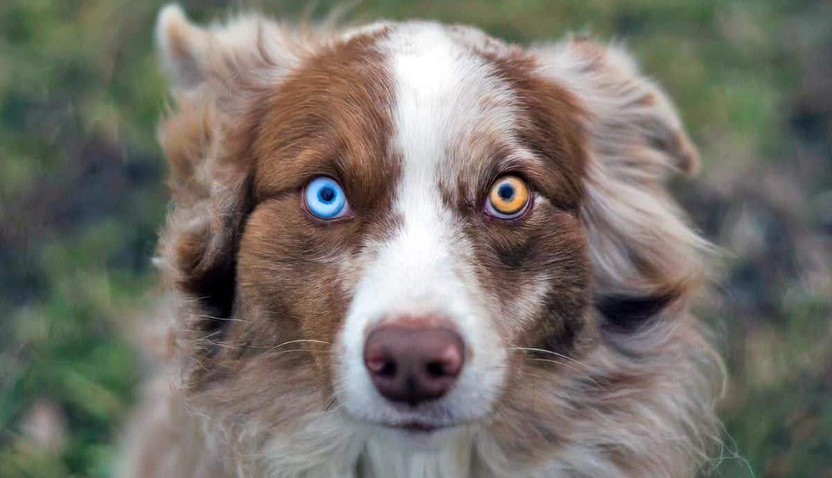 Why Do Some Dogs Have Heterochromia?