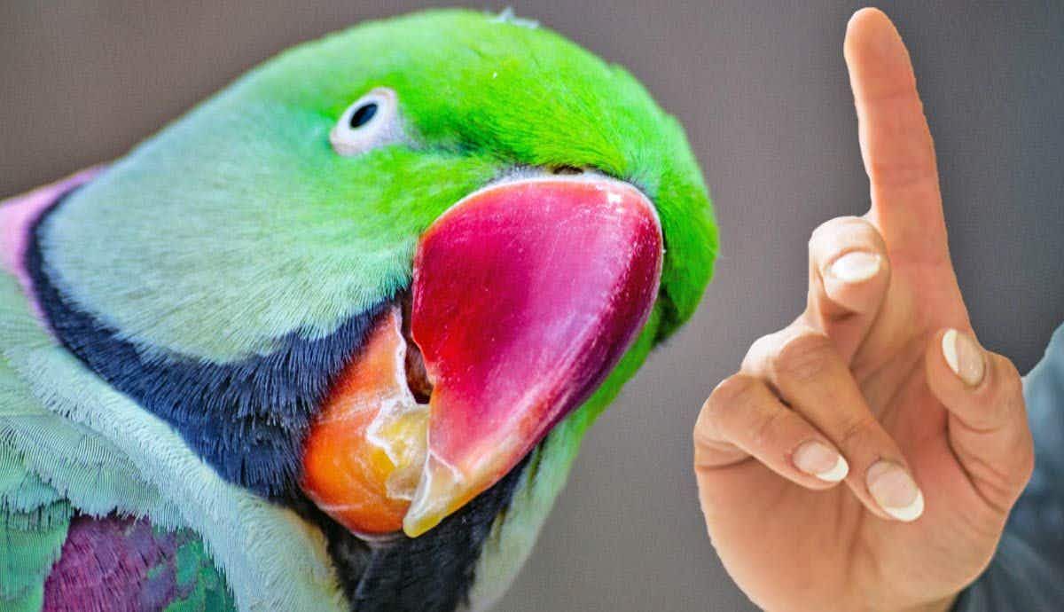 5 Simple Tricks: Teaching Your Parrot How to Talk