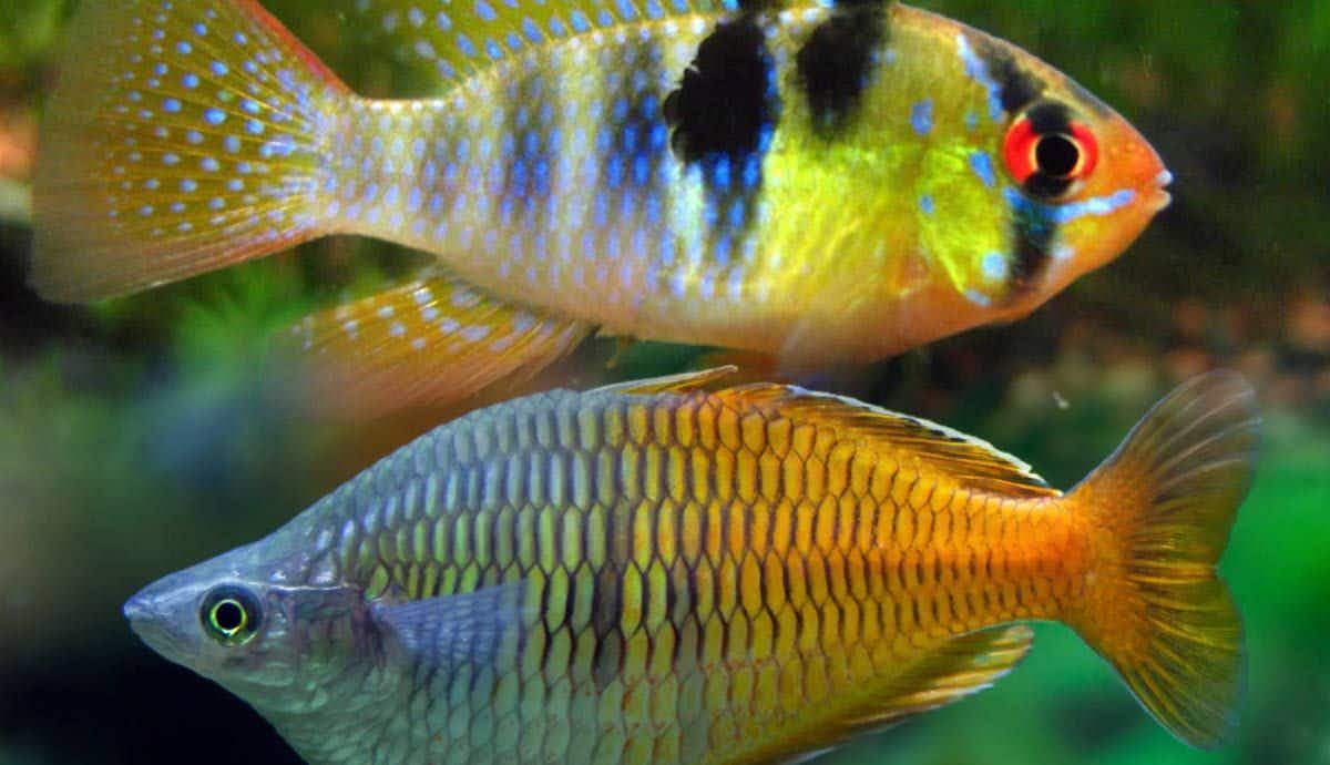 5 Really Colorful Pet Fish Species