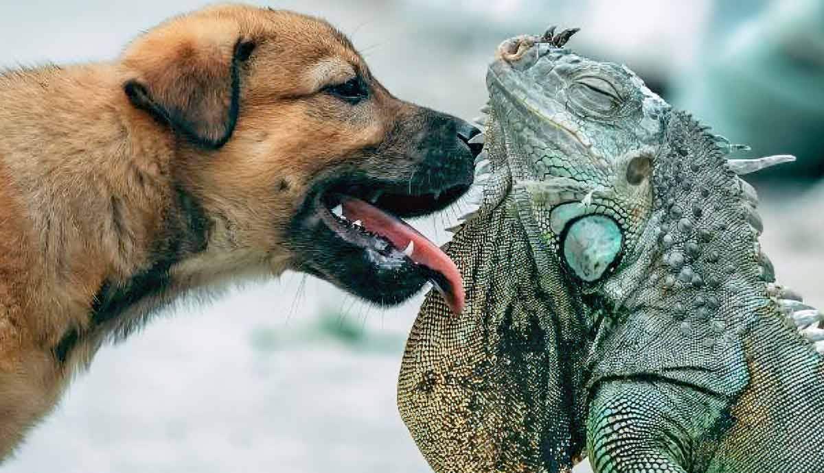 Can a Dog Be Friends with My Lizard?