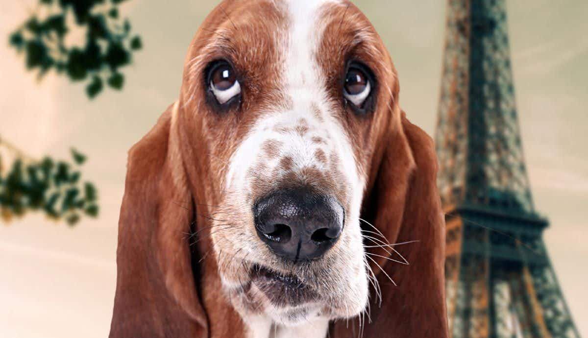 What to Know About the Droopy Faced Basset Hound