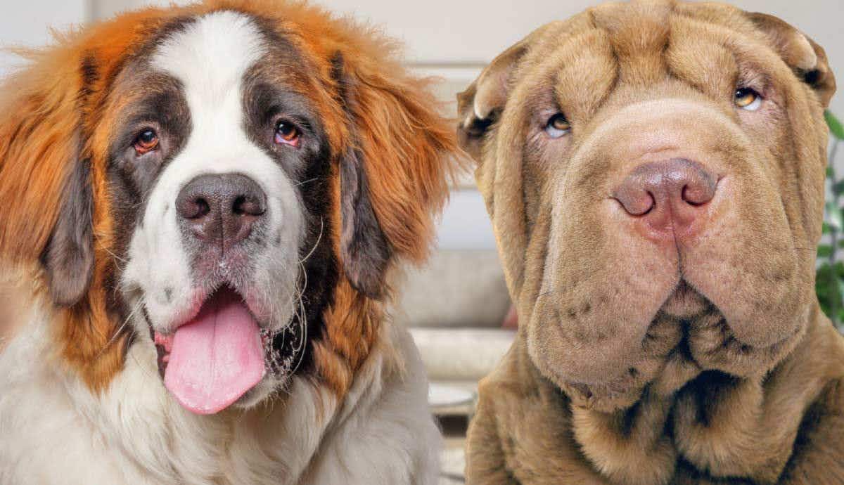 8 Dog Breeds with Big Jowls