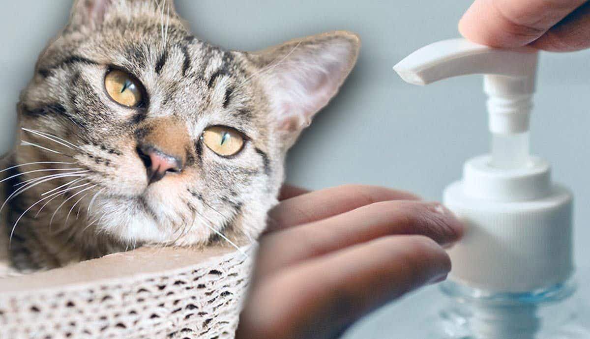 Can a Dirty Litter Box Be Harmful to a Cat?