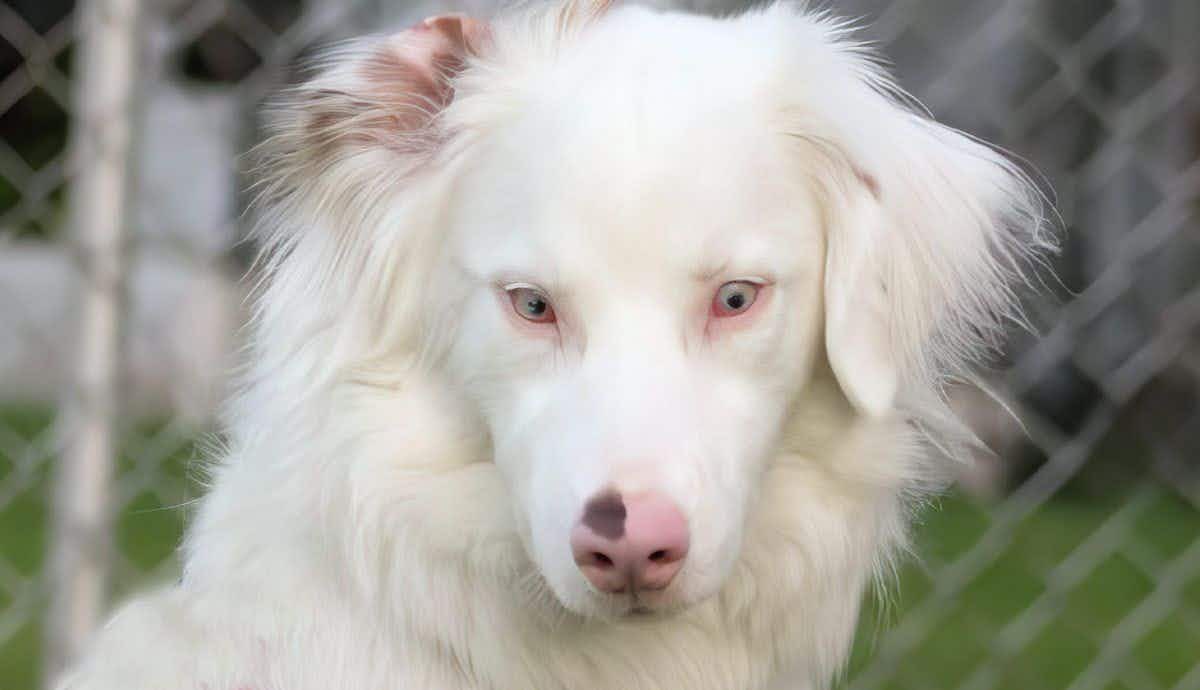 What Is a Double Merle Dog?