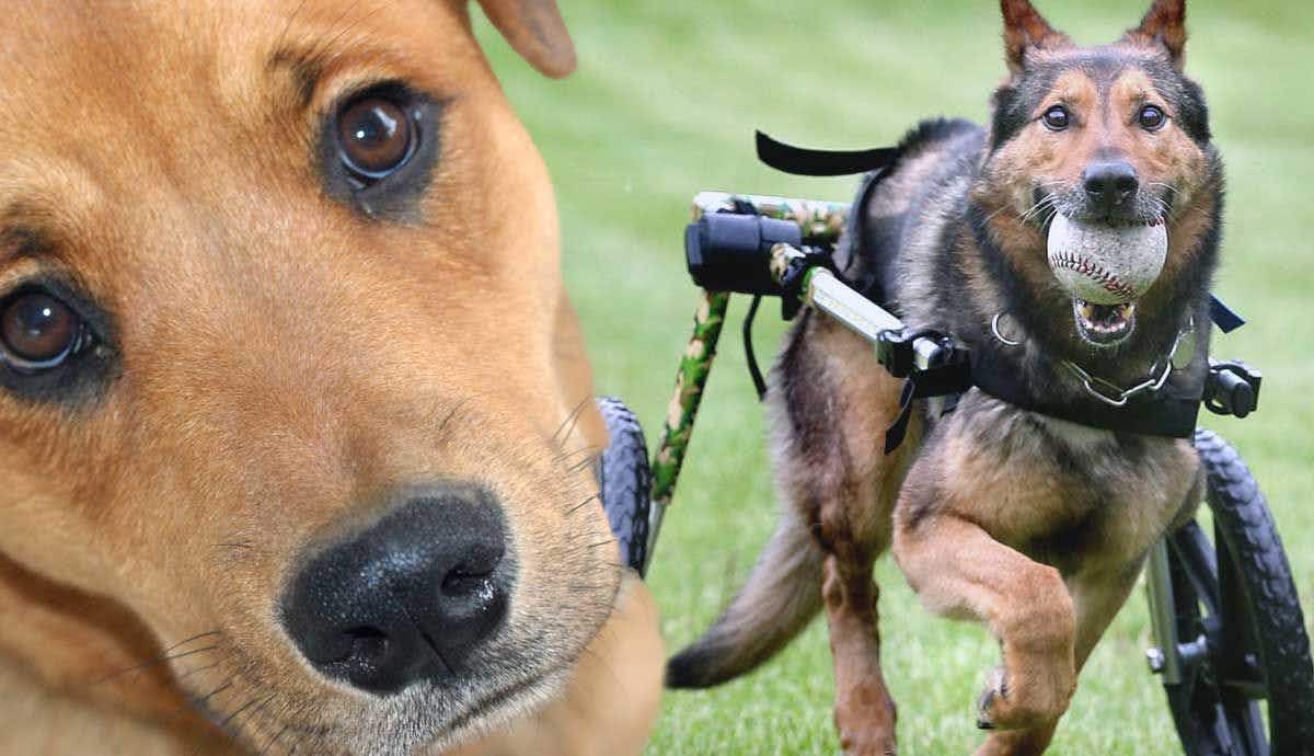 Canine Degenerative Myelopathy: Addressing the Misconceptions