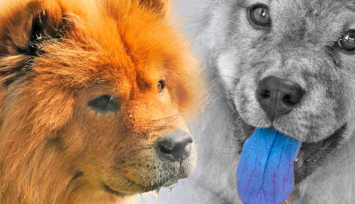 Why Do Chows Have Blue Tongues?