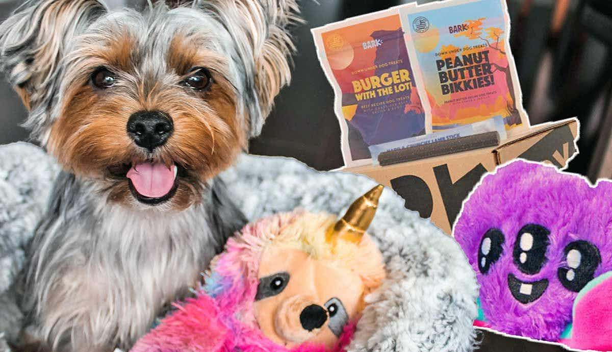 Are Dog Toy Subscriptions Worth It?