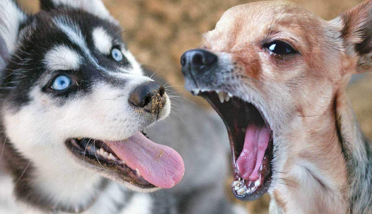 8 Dog Breeds Known for Excessive Barking