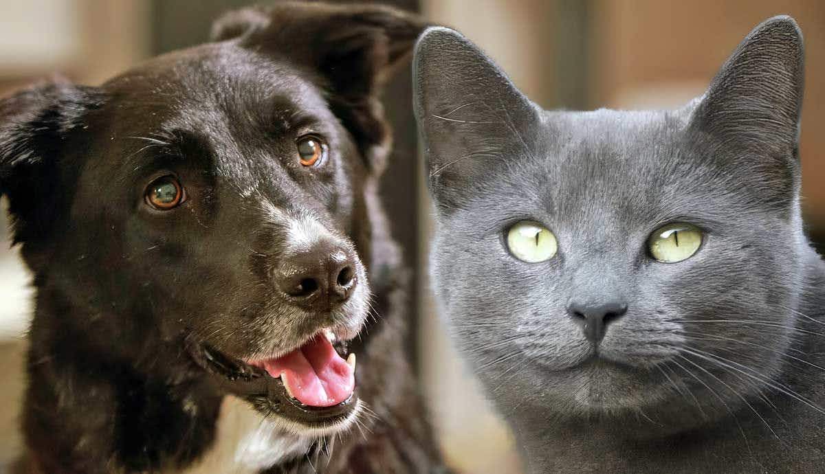 Do Mixed Breed Dogs and Cats Live Longer?