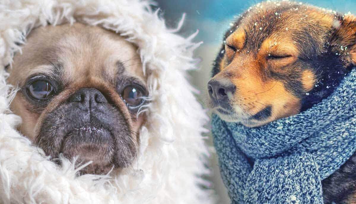 Hypothermia in Dogs: What to Do
