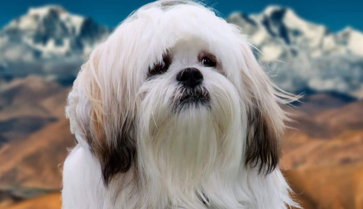 The Lhasa Apso: Facts About Tibet’s Favorite Lapdog