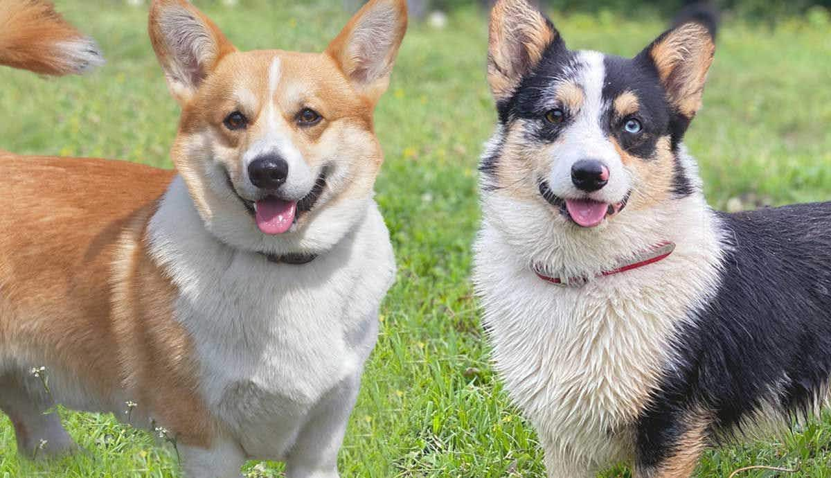 Welsh Corgi vs. American Corgi: What’s The Difference?