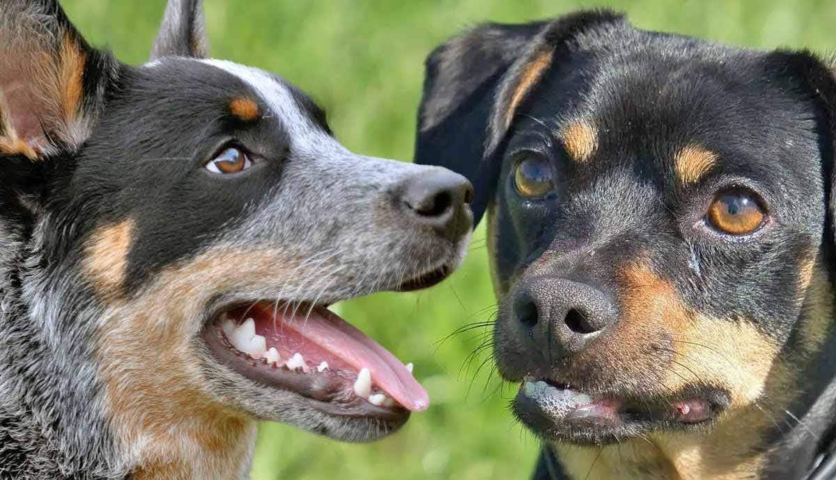 Why Are Some Dogs Called Heelers?