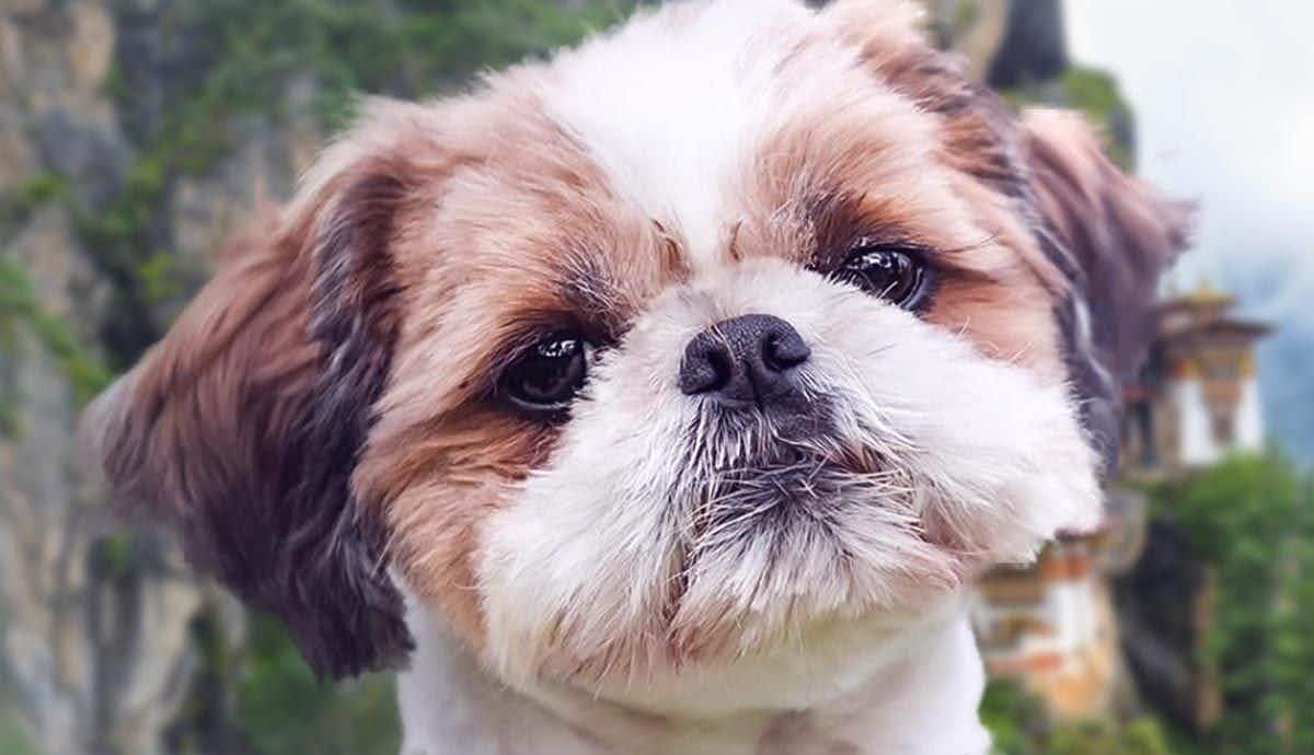 10 Facts About the Shih Tzu: The Pampered Pooch
