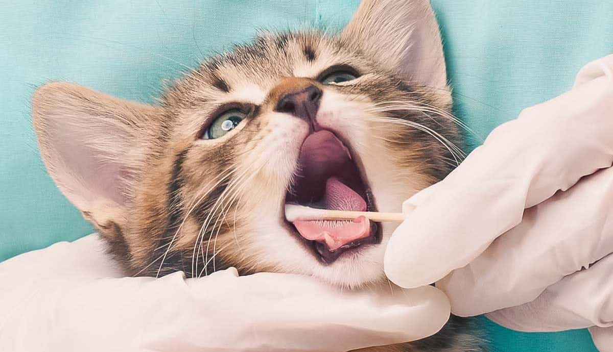 6 Dental Habits for a Healthier and Happier Cat