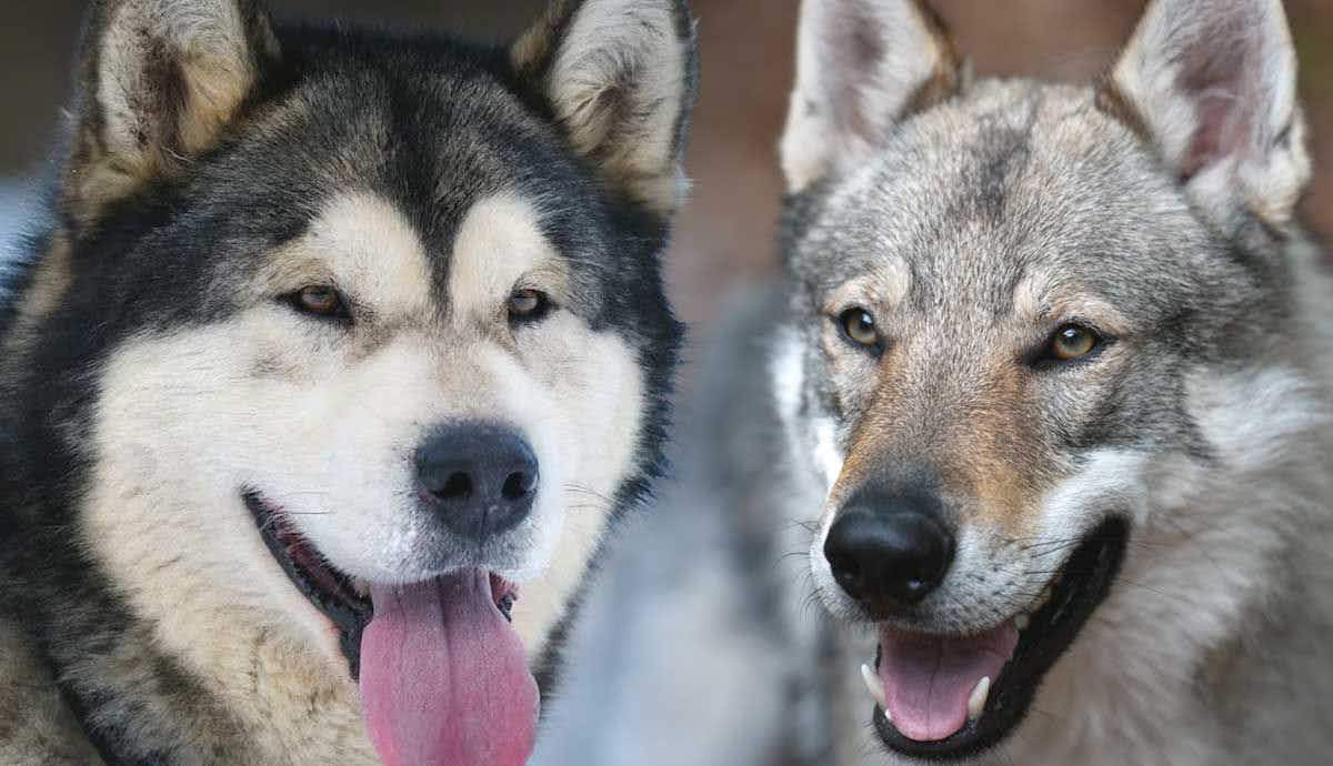 What is the Closest Legal Dog to a Wolf?