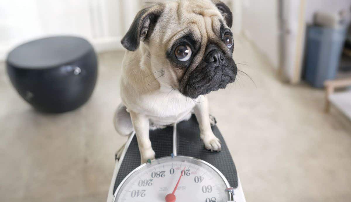 How Do I Know if My Dog is Underweight?