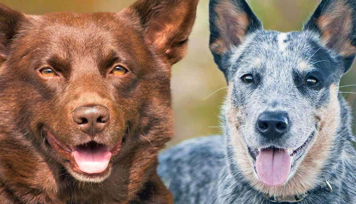 5 Popular Australian Dog Breeds