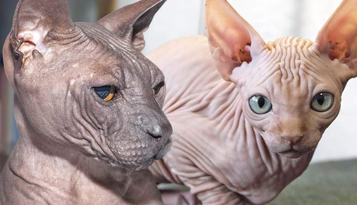 12 Hairless Cat Breeds That will Amaze You