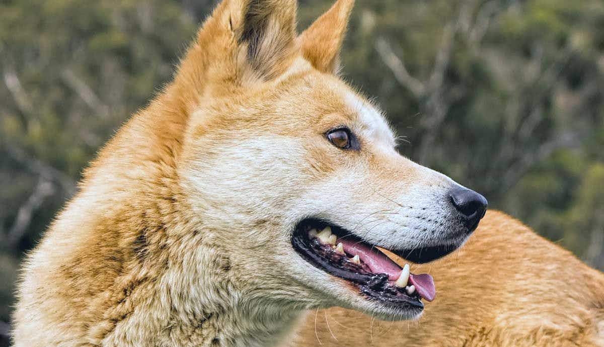 Carolina Dogs: Jackals You Can Own