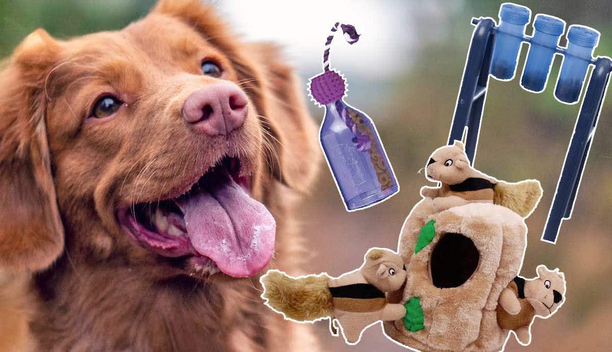 5 Puzzle Toys for Bored Dogs