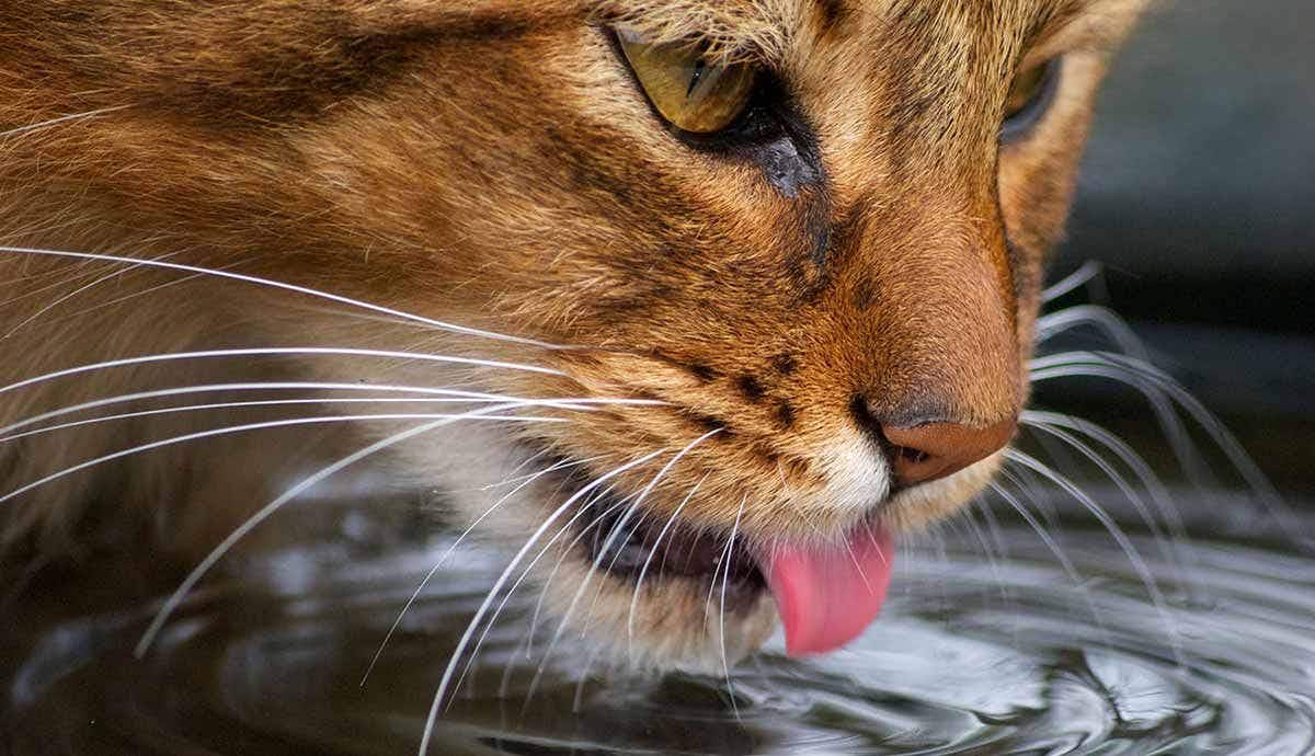 Dehydration in Cats: Everything You Need to Know