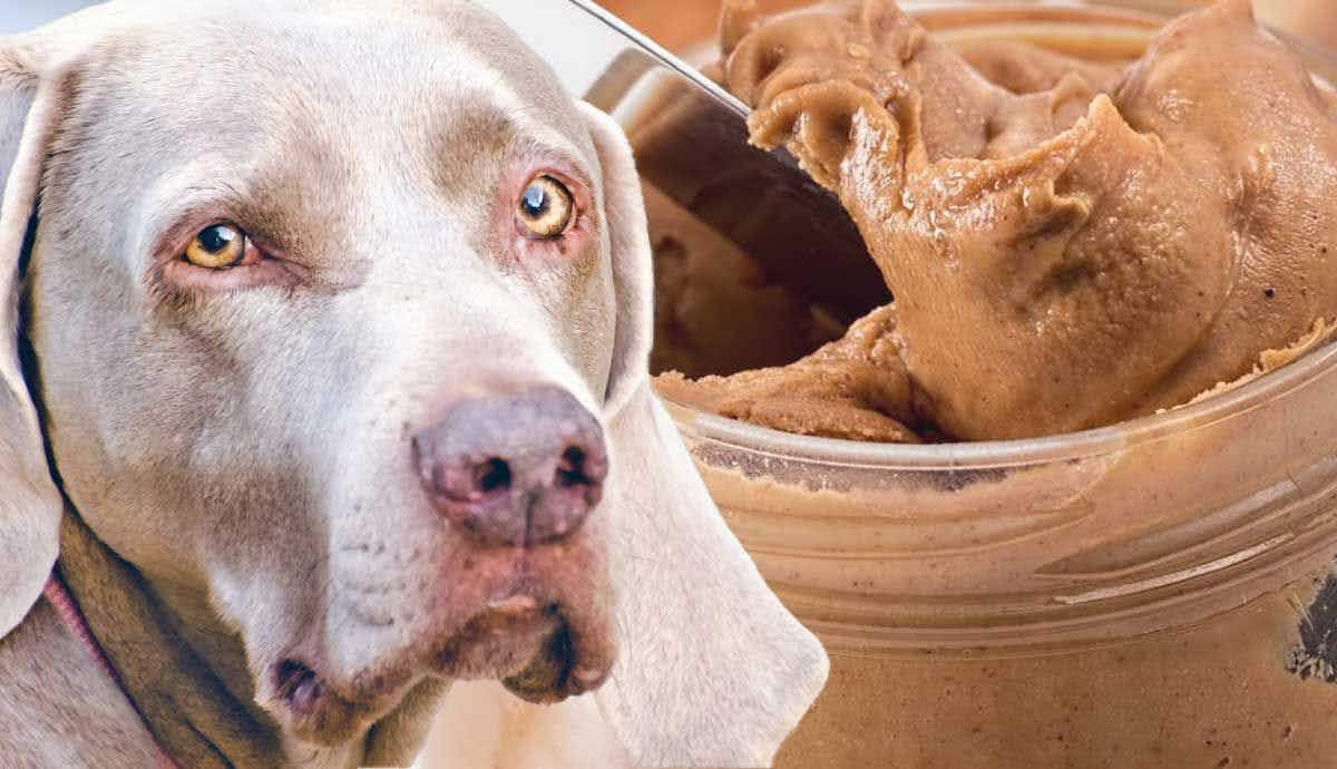 Can You Feed Your Dog Peanut Butter?