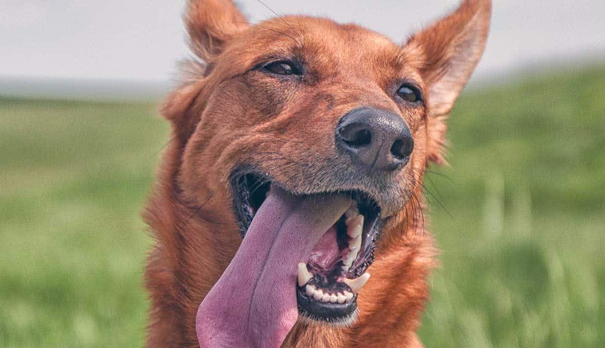 What is a Supermutt? Understanding the Mix of Breeds