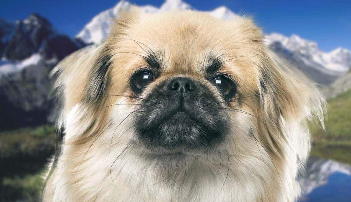 The Rare Tibetan Spaniel: Only Gifted, Never Sold