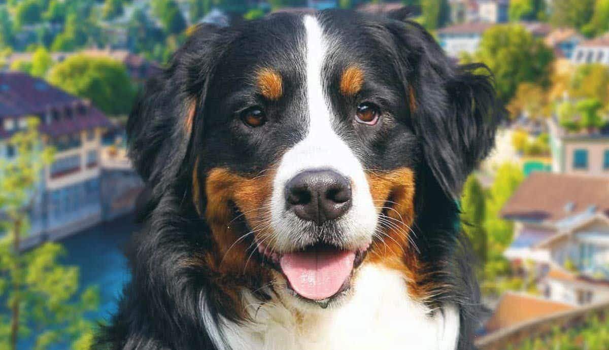 How Come Bernese Mountain Dogs Have Short Lives?