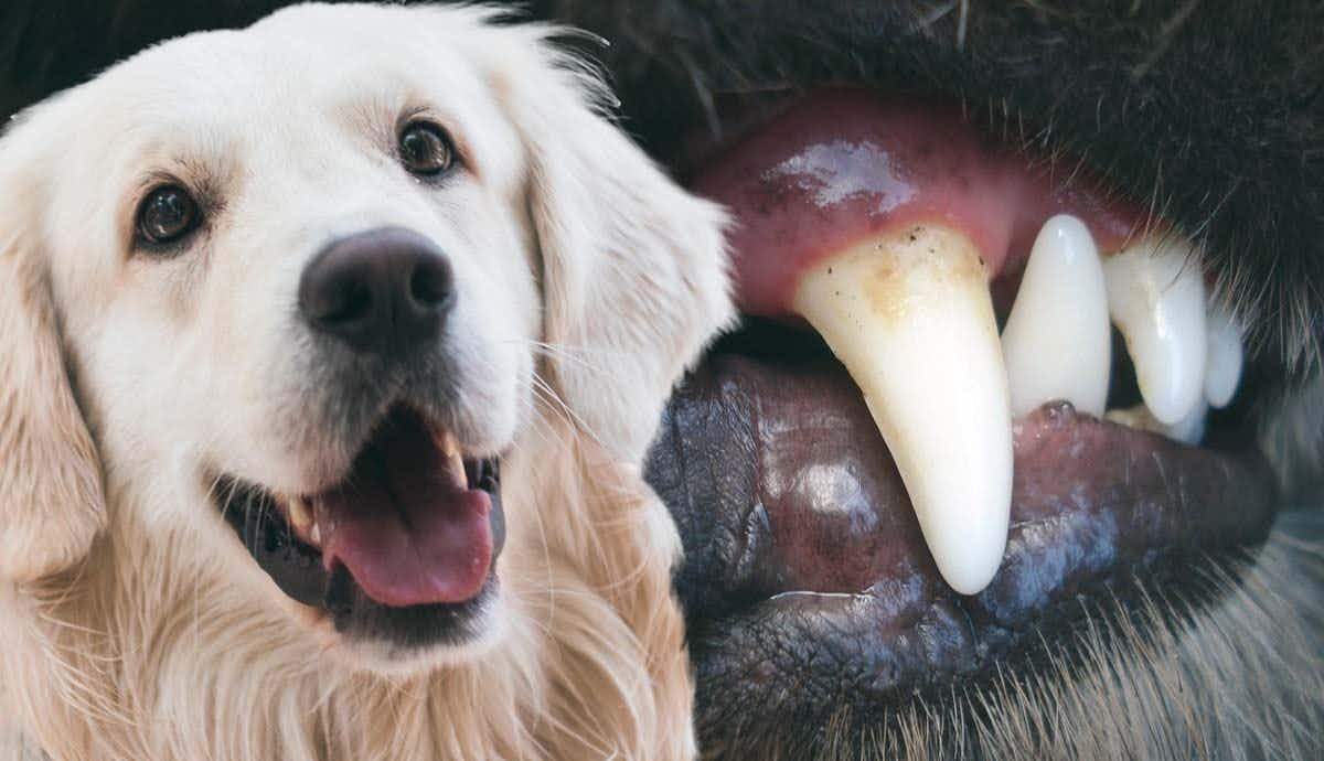 What is Dental Disease in Dogs?