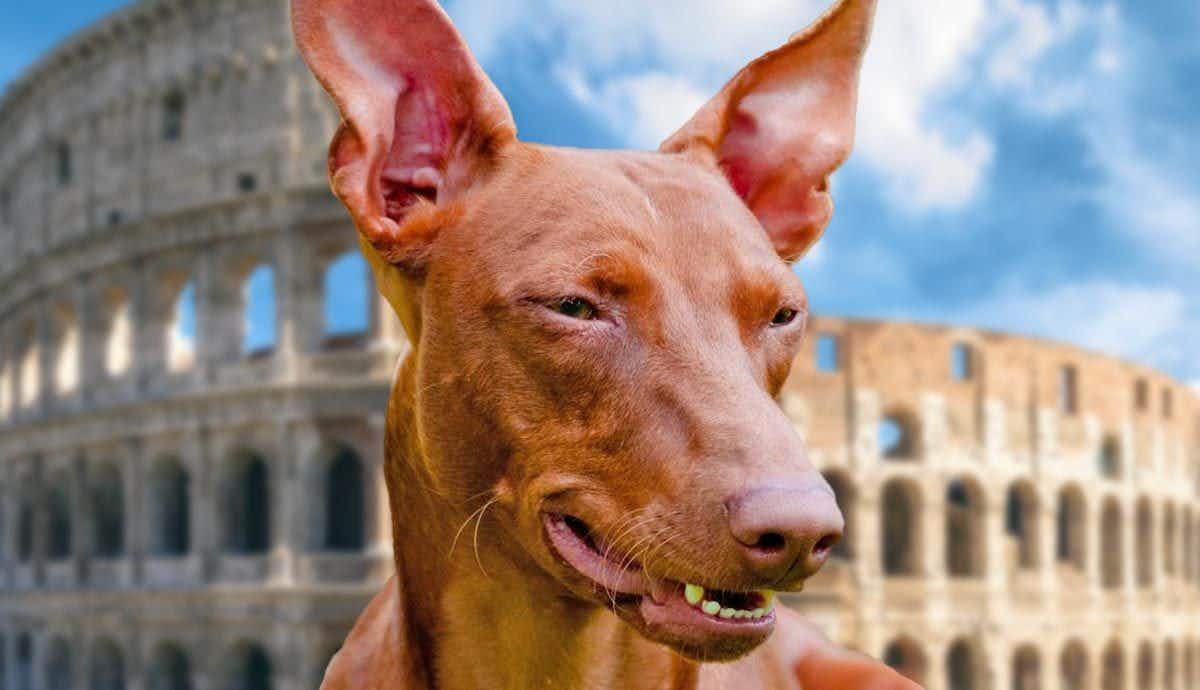 9 Facts About the Cirneco Dell’Etna: Sicily’s Ancient Dog Breed