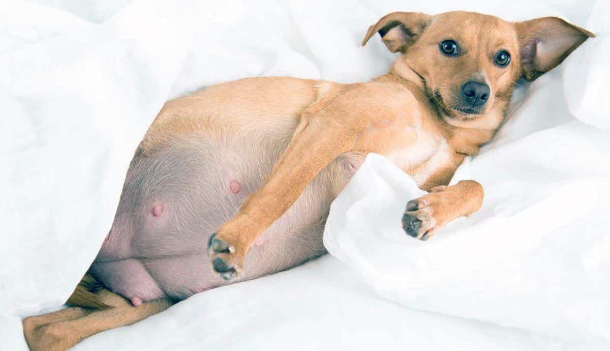 What to Know About Adopting a Pregnant Dog