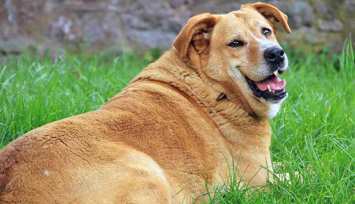 How to Maintain a Healthy Weight for Your Dog