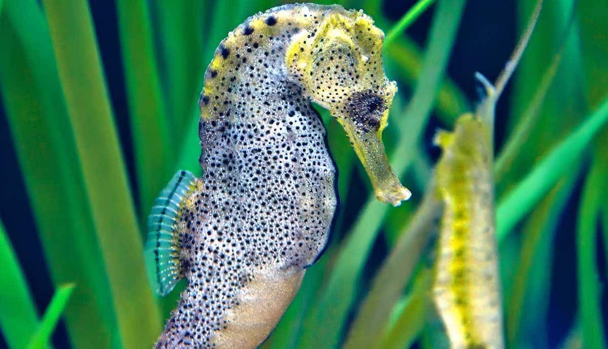 Do Male Seahorses Give Birth?
