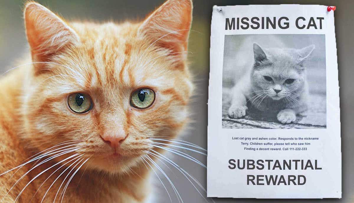 8 Tips on How to Find a Missing Cat