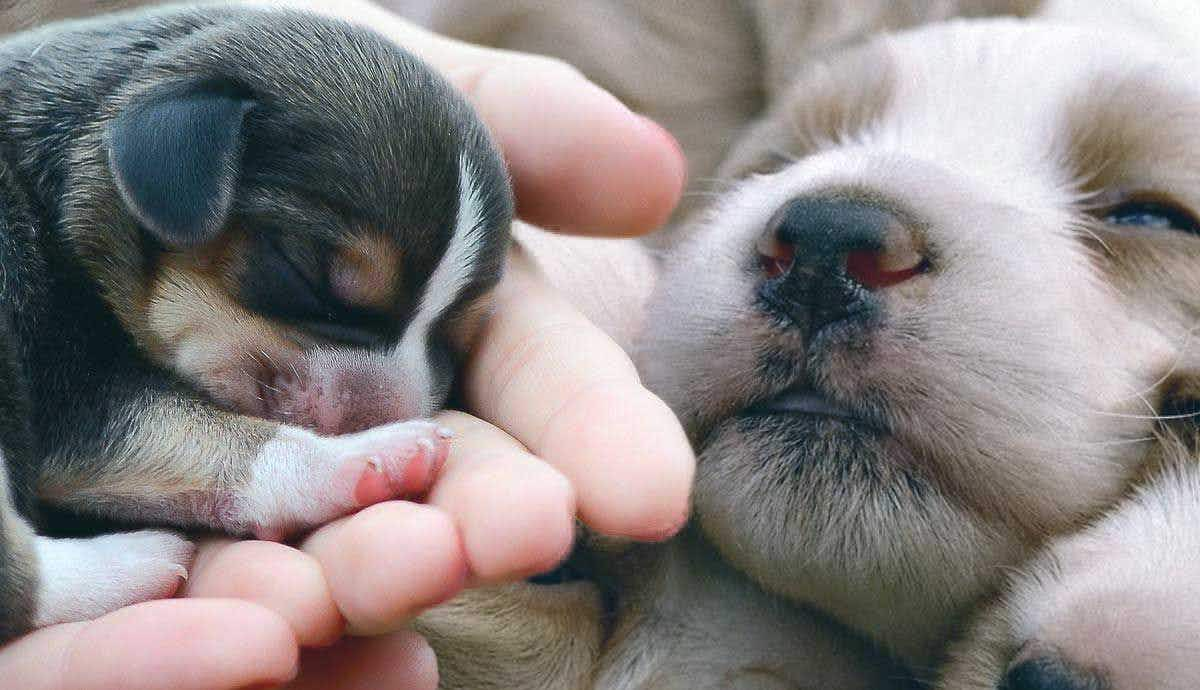 The Most Important Enrichment Goals for Puppies