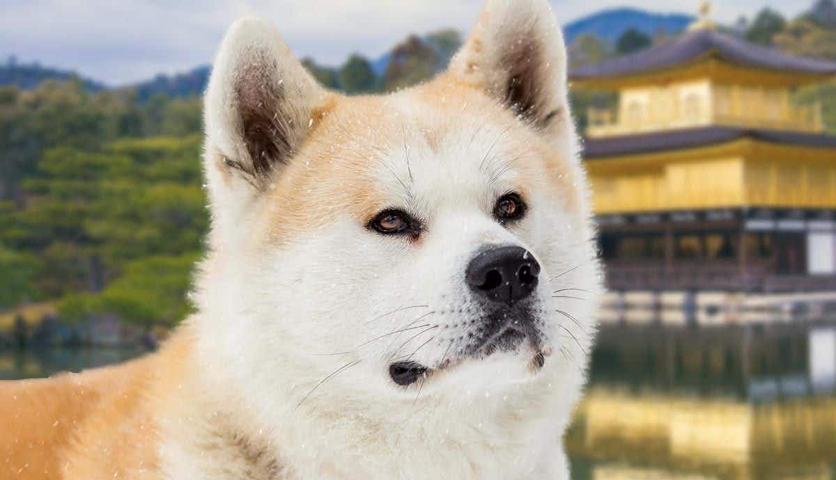 Hachiko’s Story: The Untold Facts