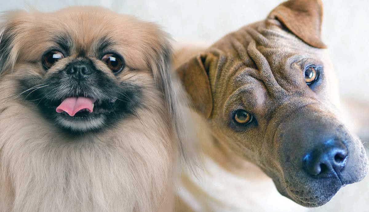 8 Dog Breeds From China