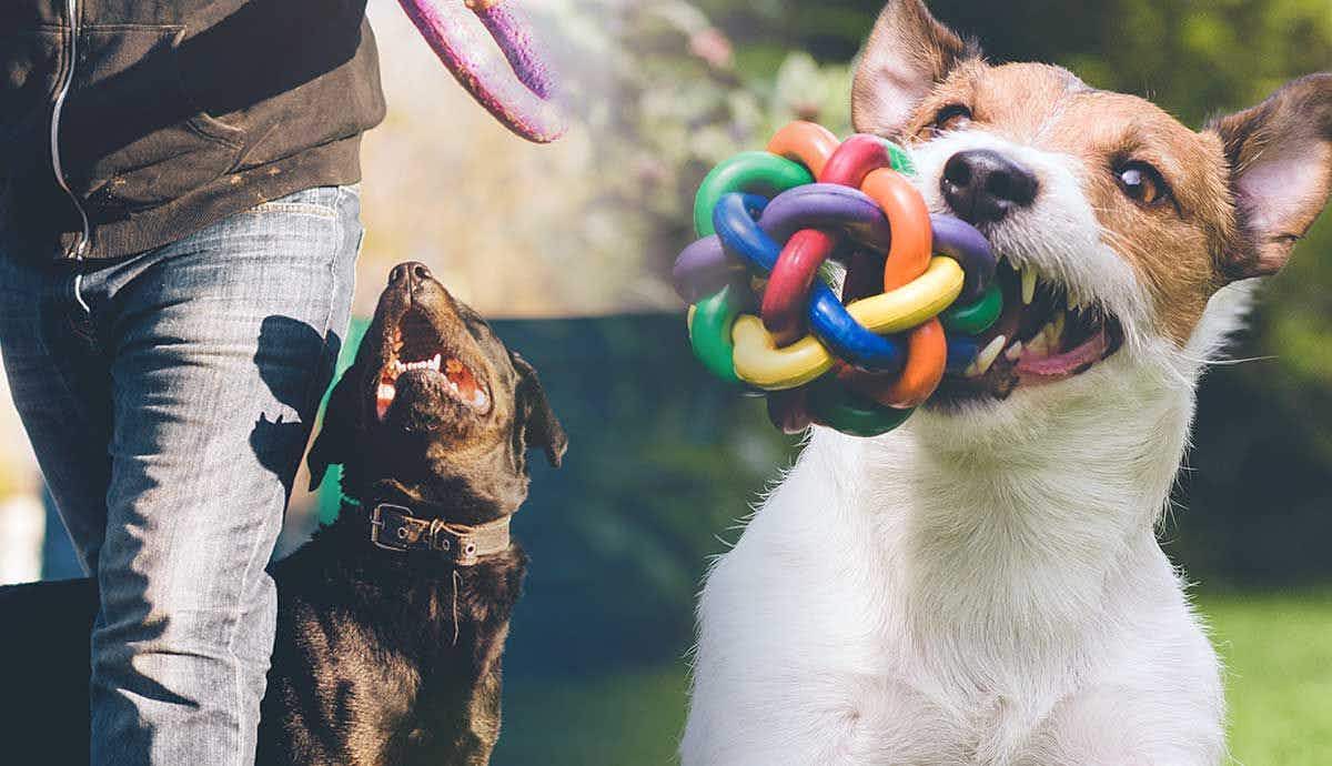 3 Myths About Positive Reinforcement Based Dog Training
