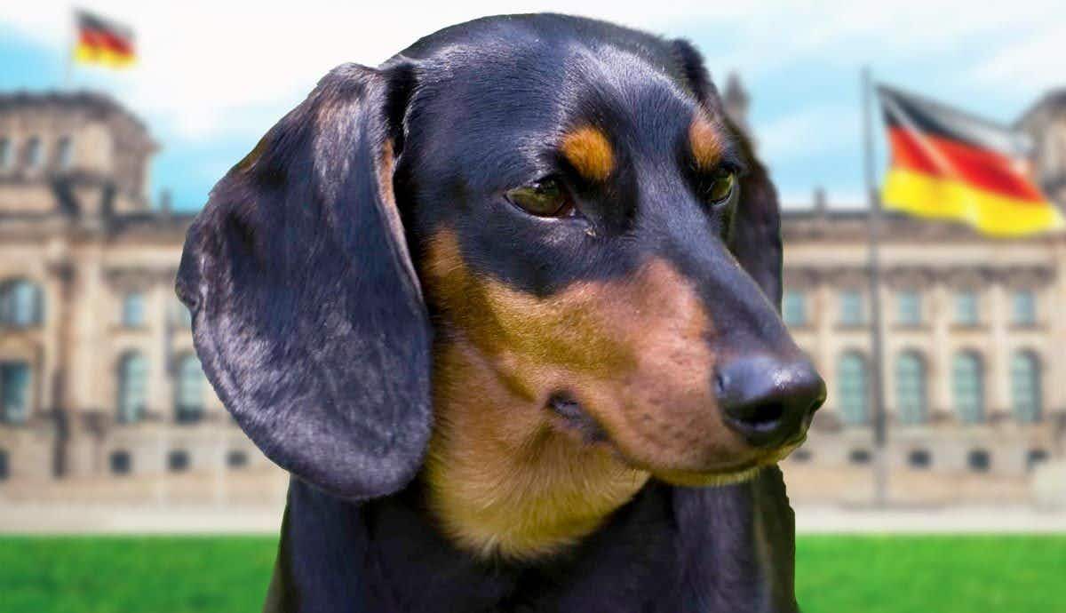16 Fun Facts About Dachshunds: The Wiener Dog